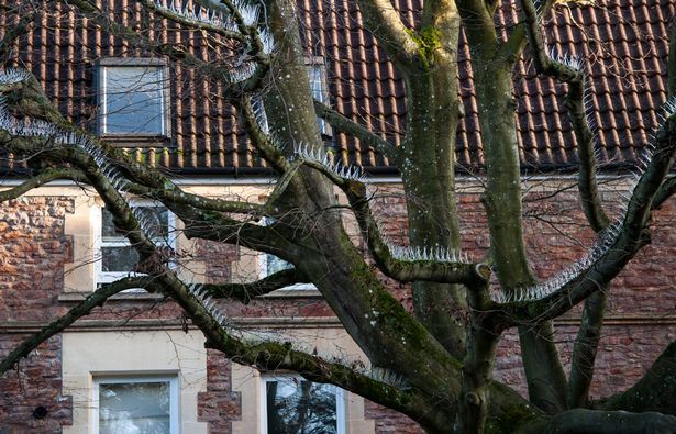 nak elak najis burung jatuh atas kereta, tengok apa penduduk ni buat