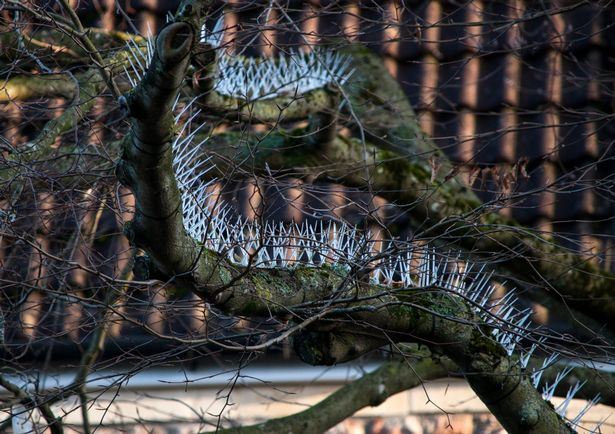 nak elak najis burung jatuh atas kereta, tengok apa penduduk ni buat