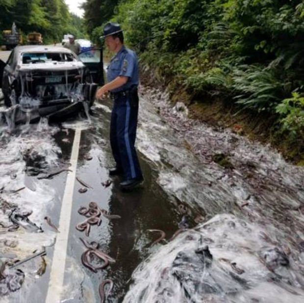 ewww! kereta dipenuhi belut dan lendir selepas lori terbalik