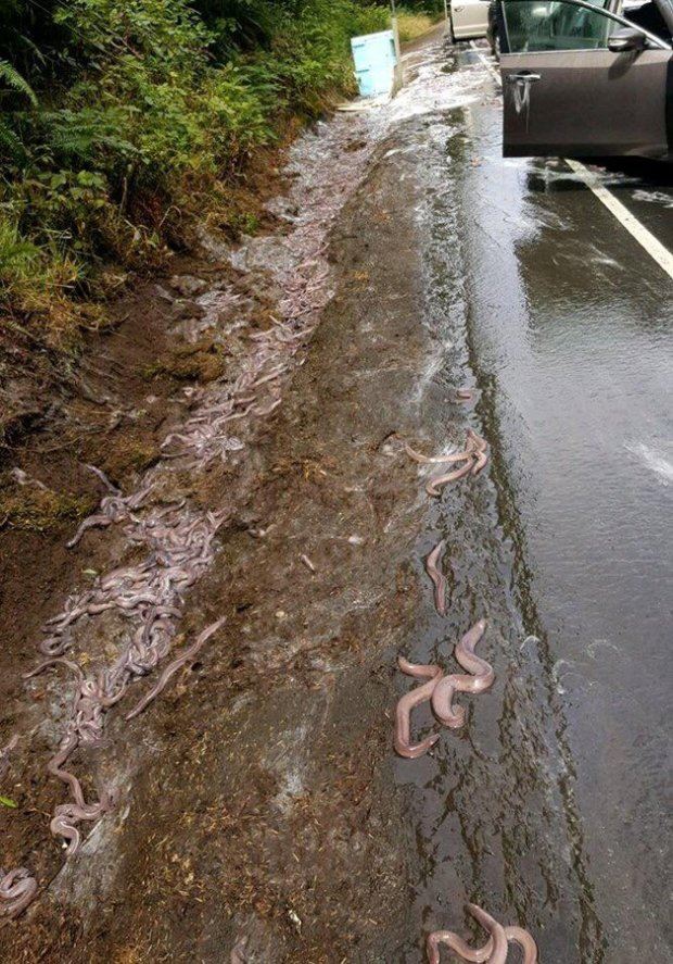 ewww! kereta dipenuhi belut dan lendir selepas lori terbalik