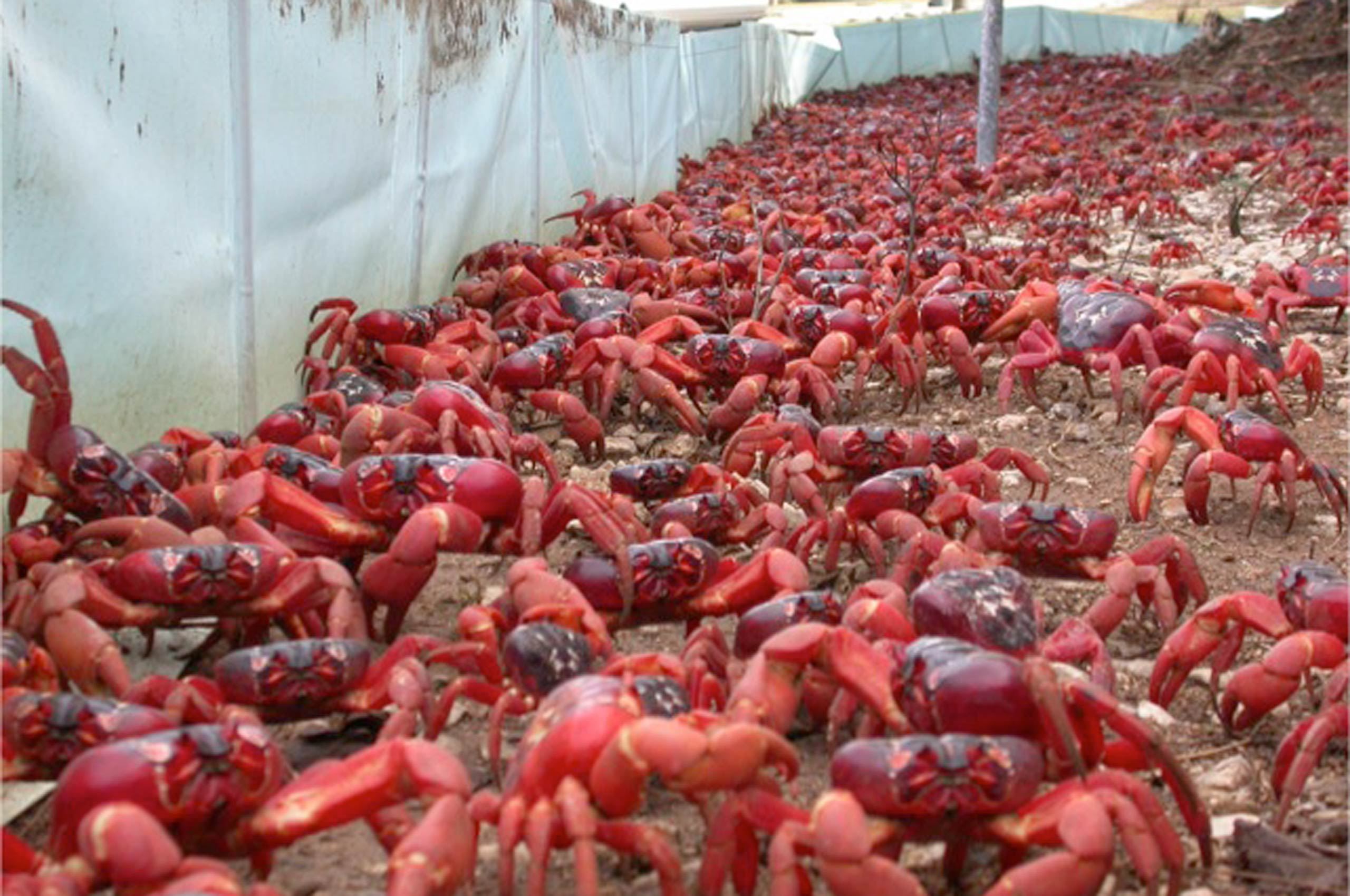 bina jambatan khas untuk berjuta-juta ekor ketam melintas jalan