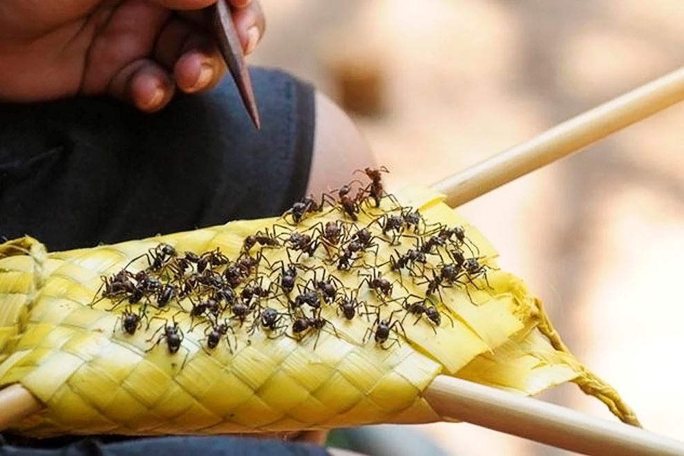 pakai sarung khas berisi semut tanda dah masuk dewasa