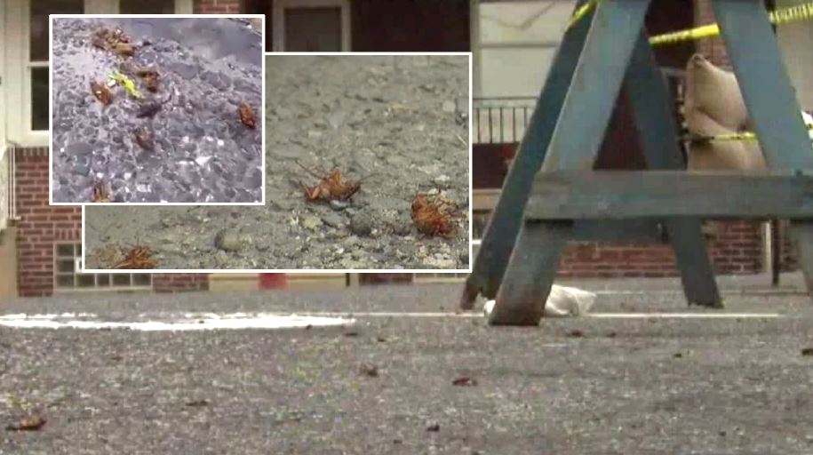 lariiiiii ! ribuan lipas serang kampung ni  