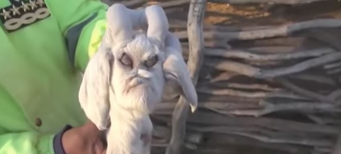 kambing muka pelik jadi viral