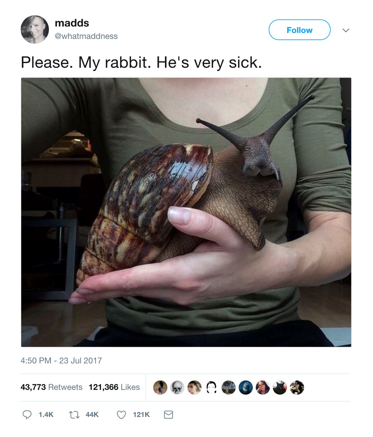 sekali pandang macam pegang arnab, rupanya siput !