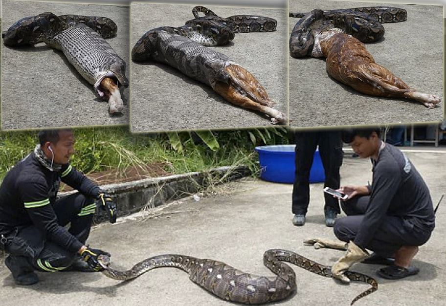 wanita paksa ular sawa muntahkan kucing kesayangannya yang dibaham