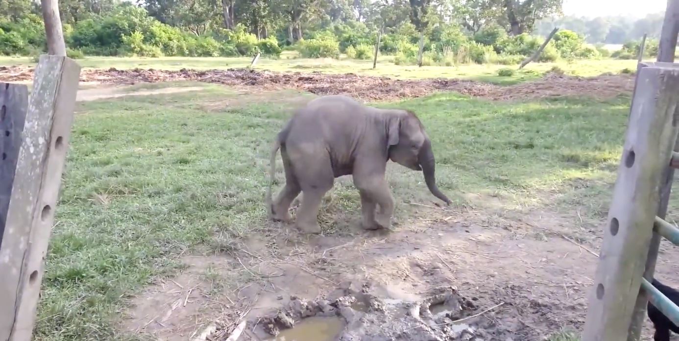 menjerit lari cari ibunya, anak gajah ini takut betul dengan kambing 