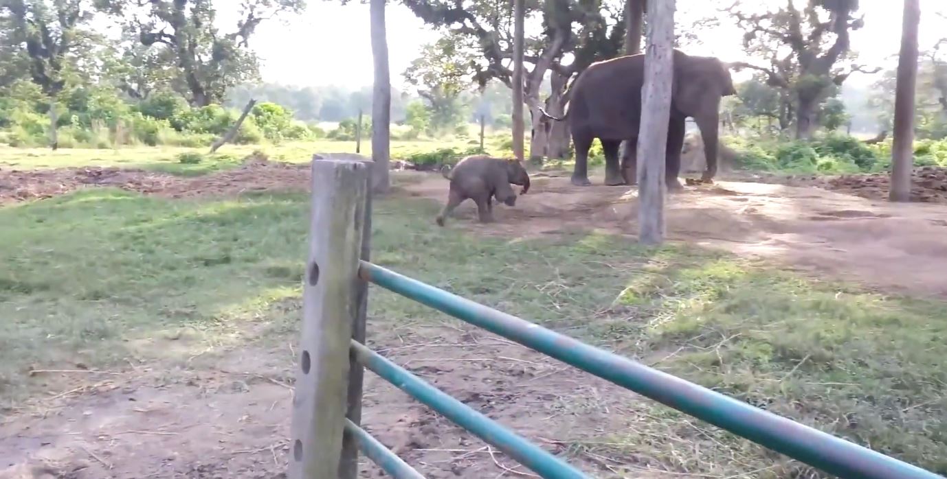 menjerit lari cari ibunya, anak gajah ini takut betul dengan kambing 