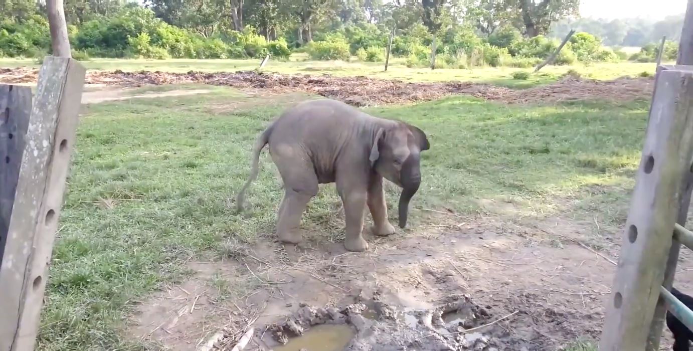 menjerit lari cari ibunya, anak gajah ini takut betul dengan kambing 