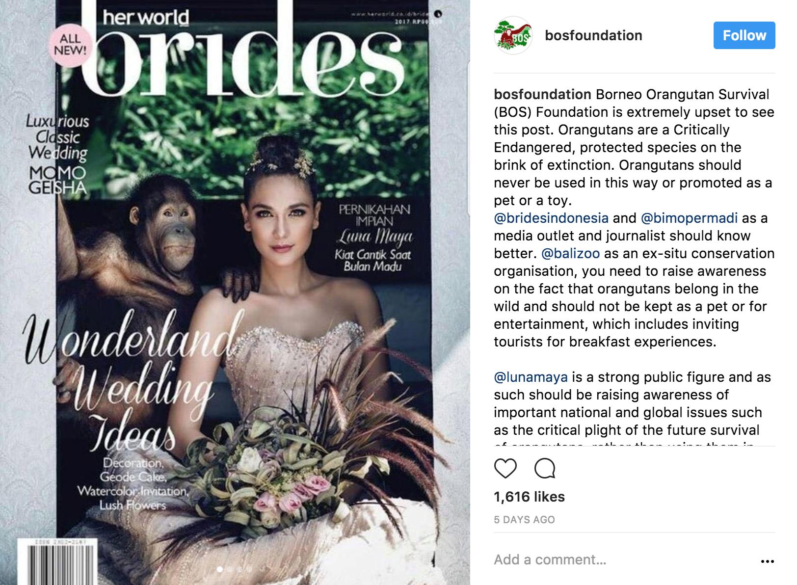 bergambar dengan orang utan, luna maya di kritik oleh pencinta haiwan