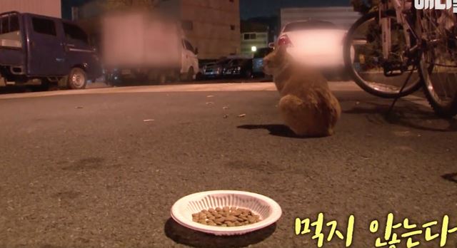 kucing ni tetap mahukan makanan dalam plastik. bila tahu sebabnya.. 