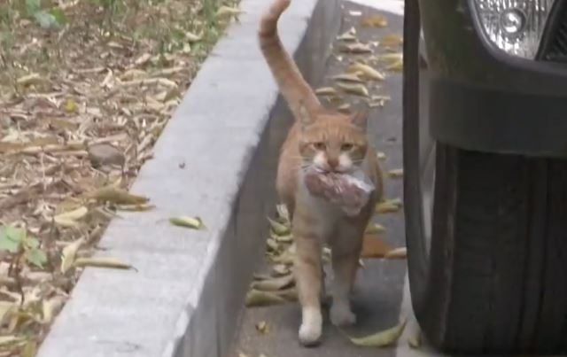 kucing ni tetap mahukan makanan dalam plastik. bila tahu sebabnya.. 