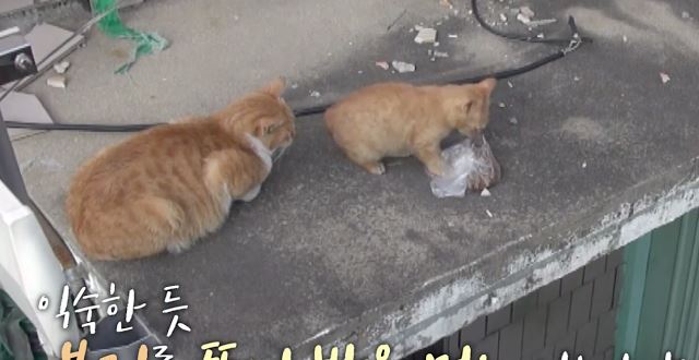 kucing ni tetap mahukan makanan dalam plastik. bila tahu sebabnya.. 