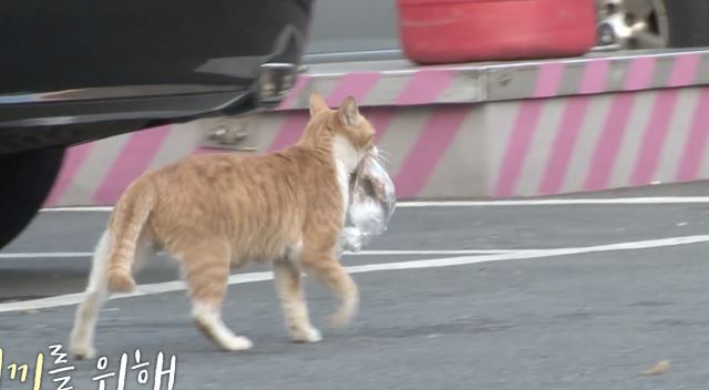 kucing ni tetap mahukan makanan dalam plastik. bila tahu sebabnya.. 