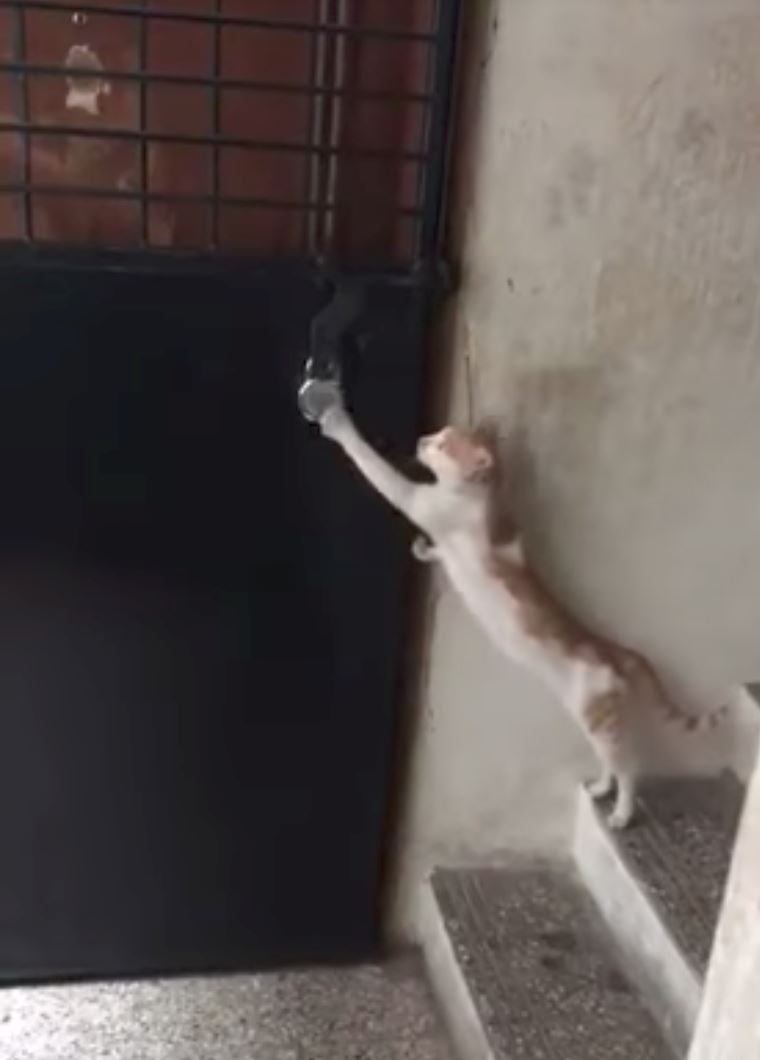 kucing pun pandai ketuk pintu sebelum masuk rumah!