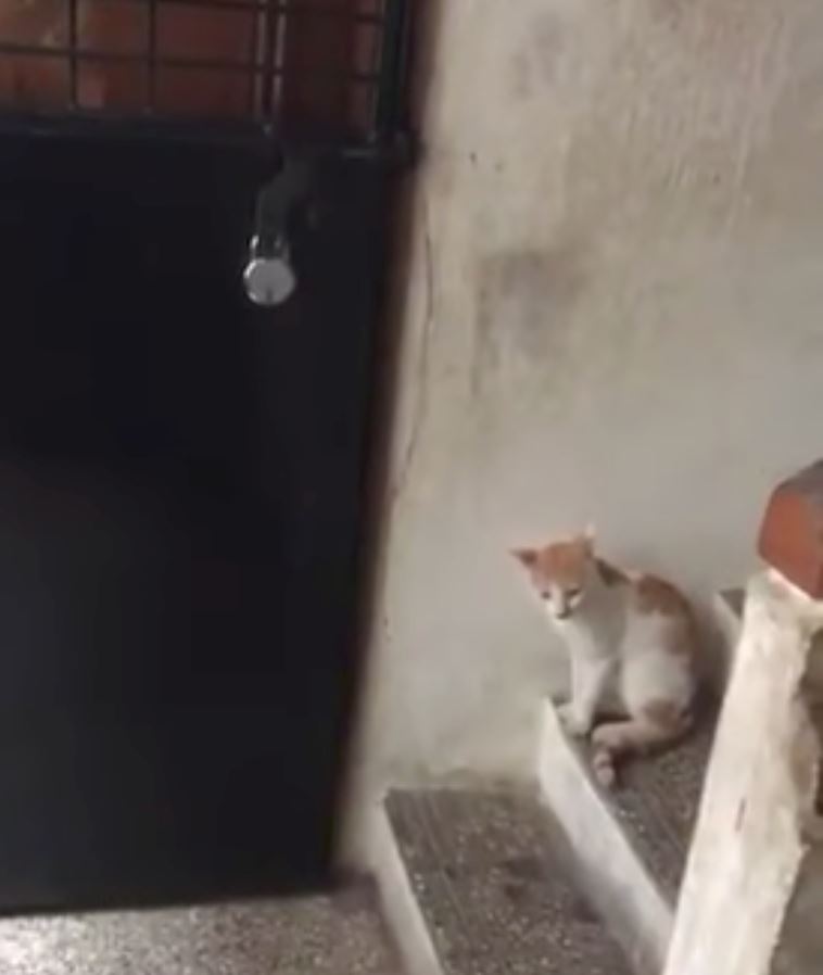kucing pun pandai ketuk pintu sebelum masuk rumah!