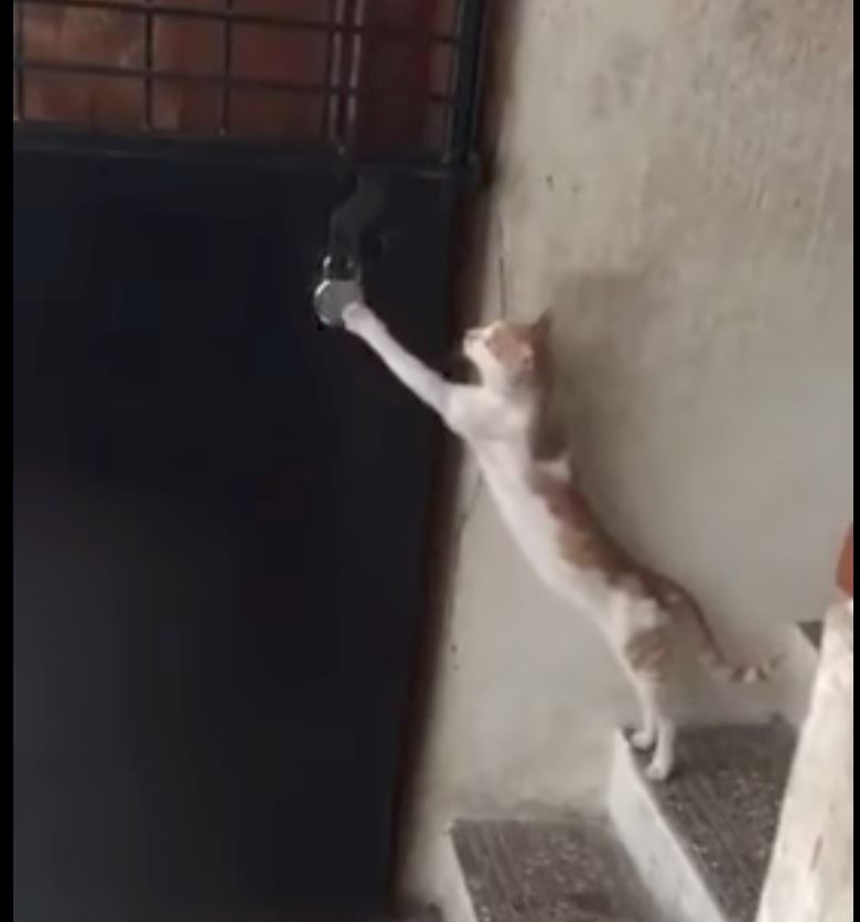 kucing pun pandai ketuk pintu sebelum masuk rumah!