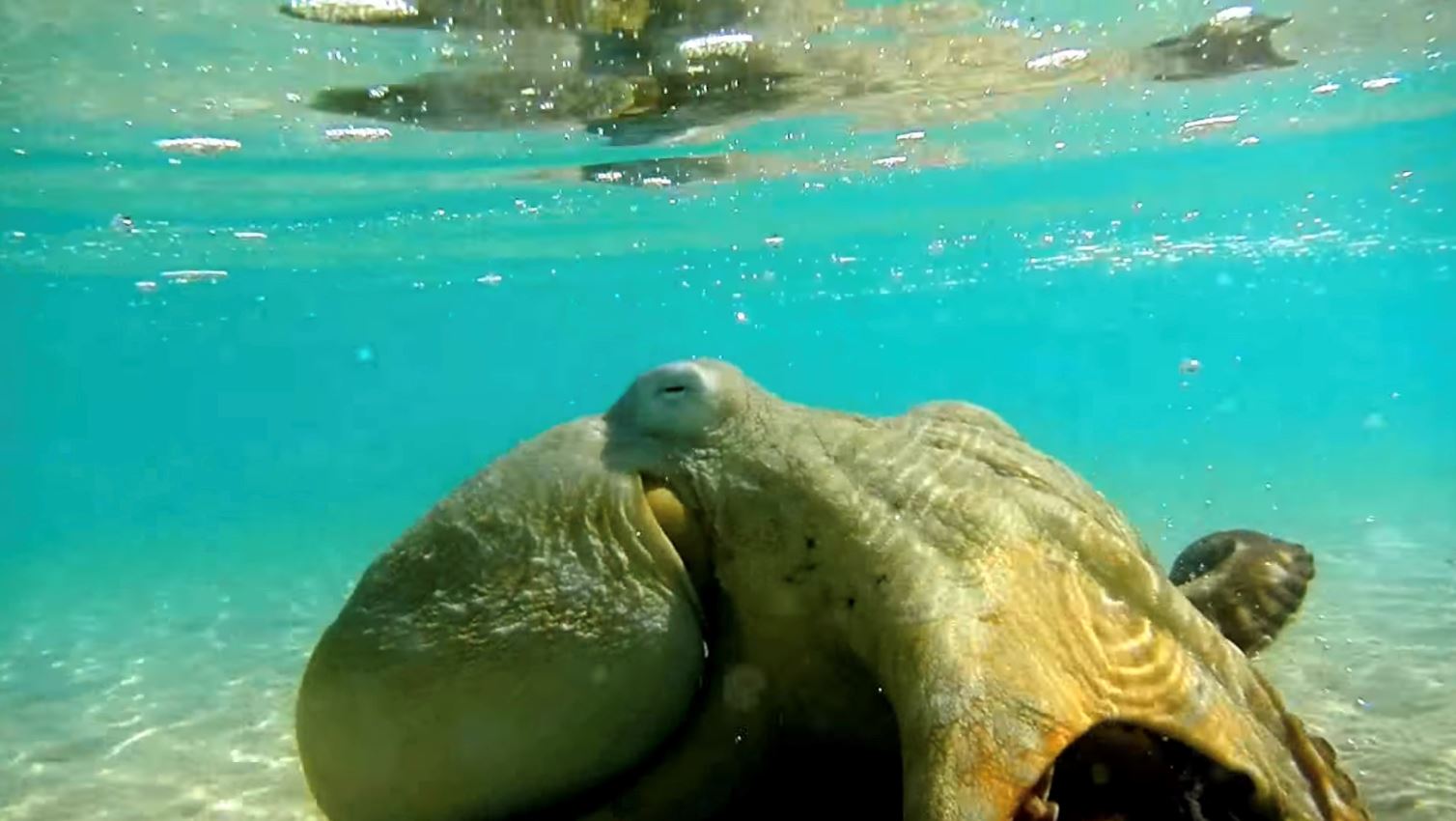 hari ini selamatkan sotong, esok dia kembali sebab nak ucap terima kasih