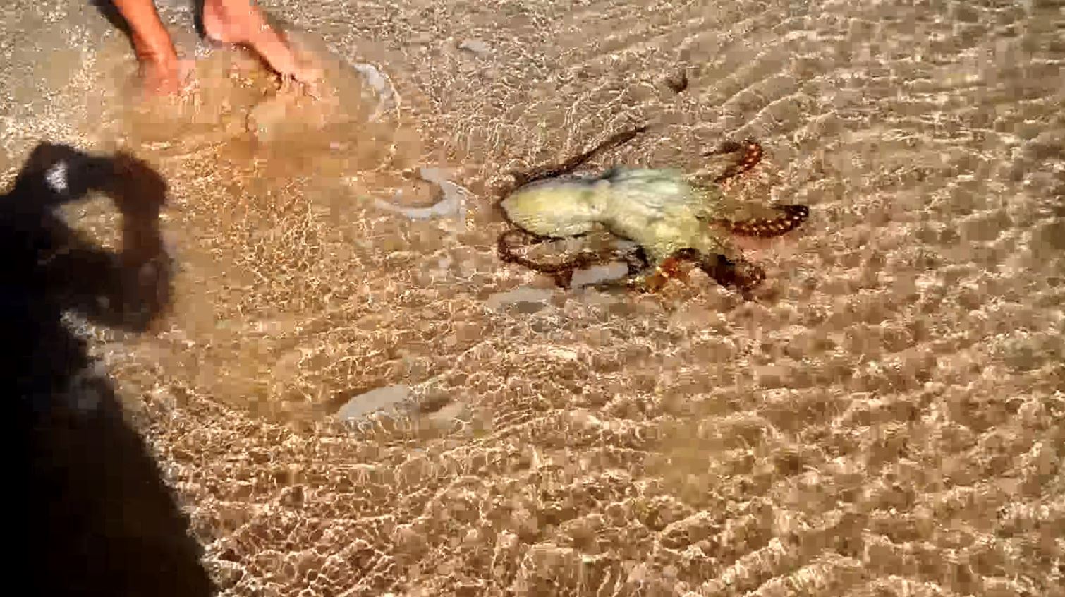 hari ini selamatkan sotong, esok dia kembali sebab nak ucap terima kasih