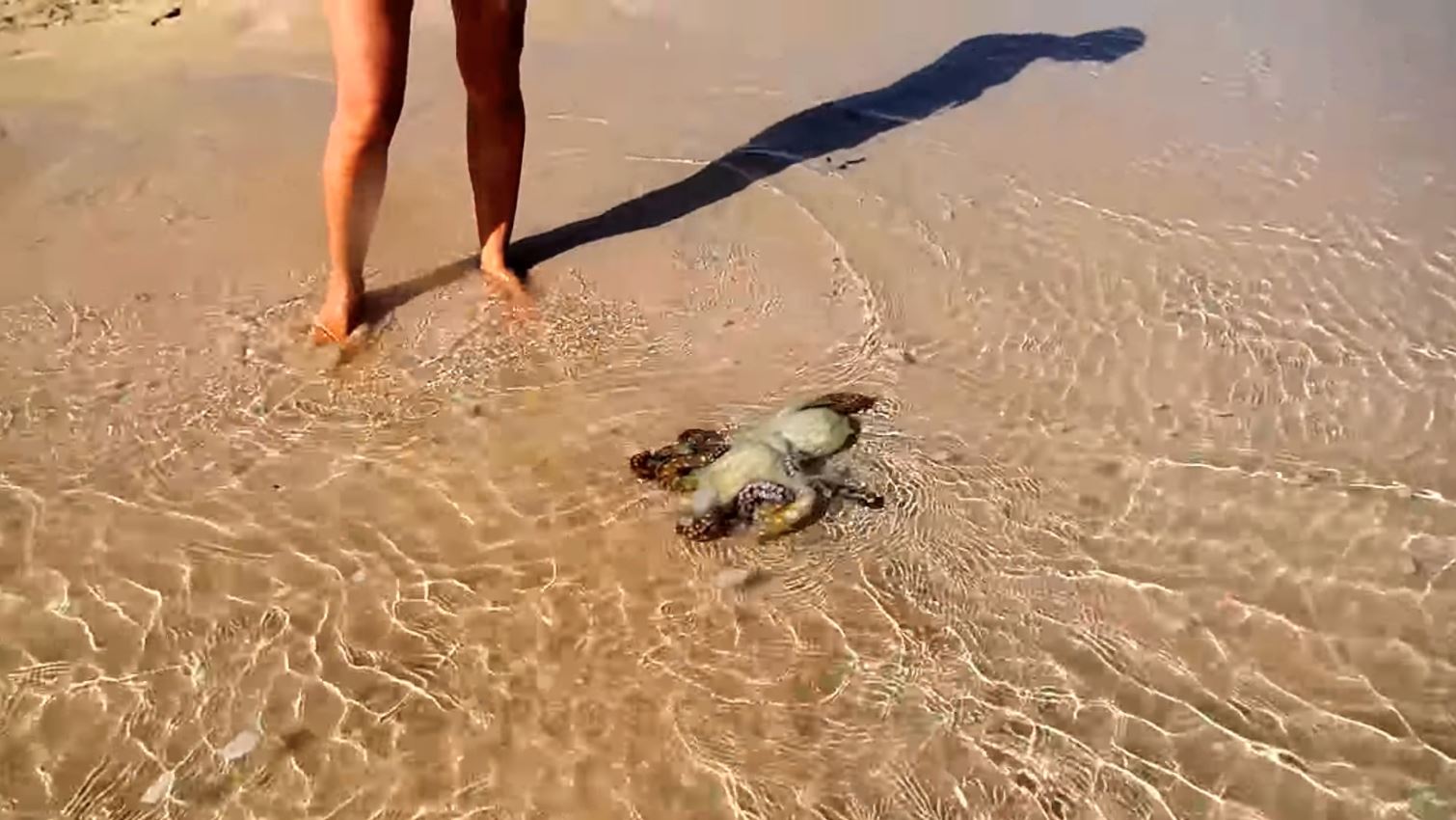 hari ini selamatkan sotong, esok dia kembali sebab nak ucap terima kasih