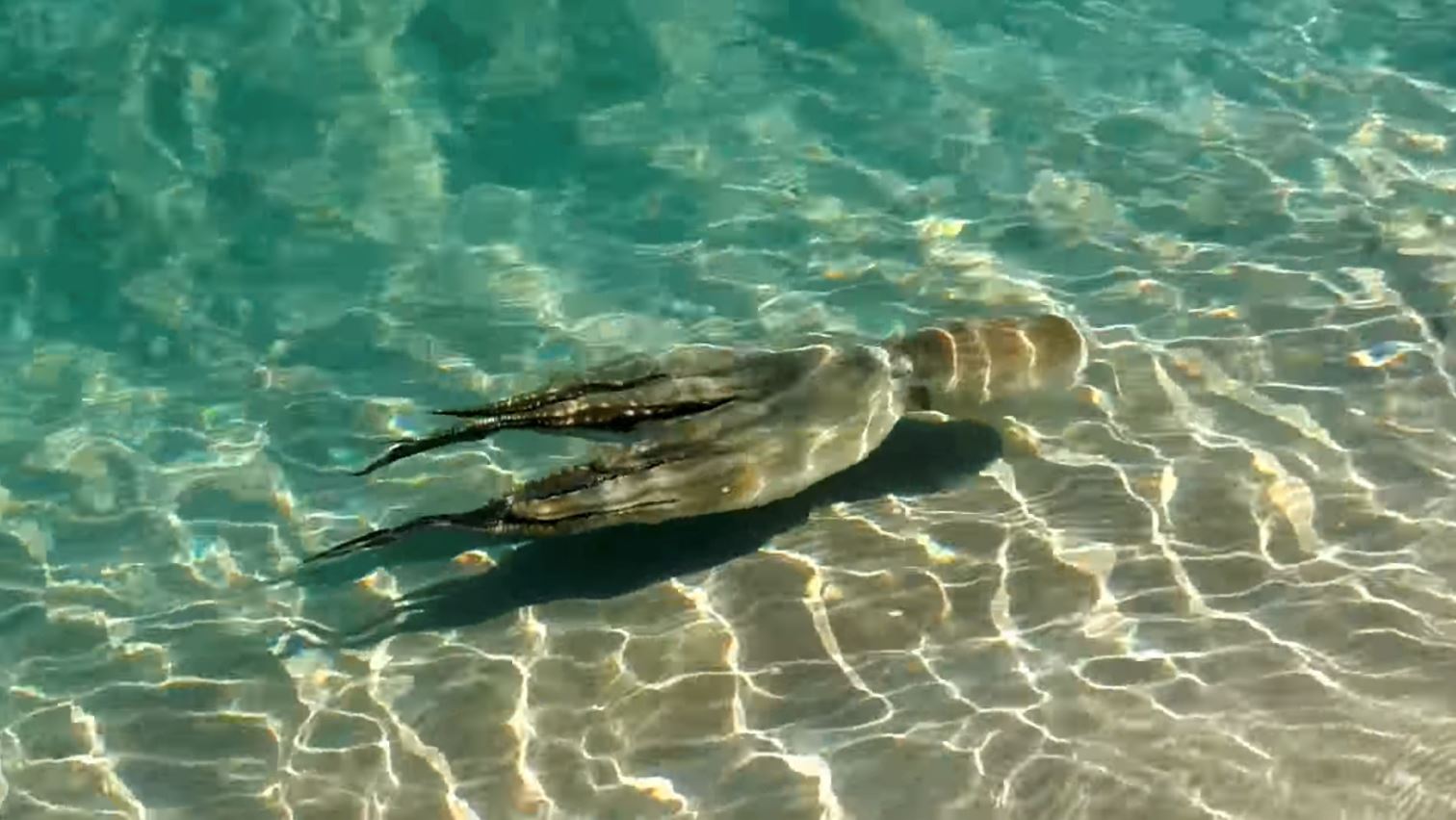 hari ini selamatkan sotong, esok dia kembali sebab nak ucap terima kasih