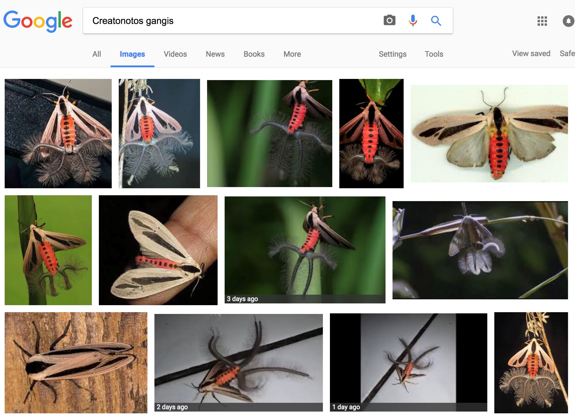 ingat kupu-kupu ini ada 4 ekor ulat bulu di badan, rupanya itu kaki dia!