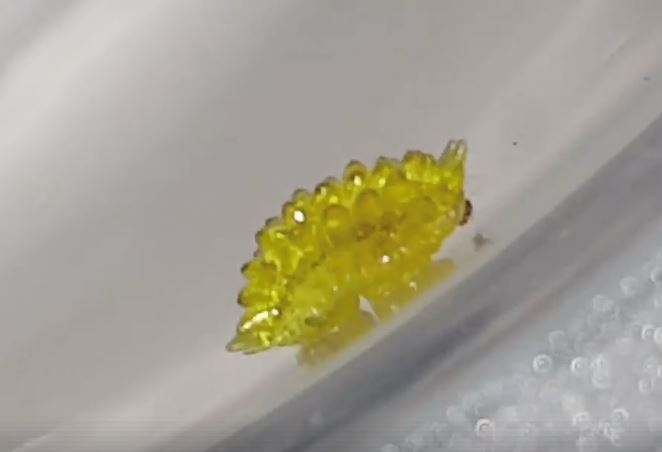 nampak macam gula-gula jeli, rupanya ulat ?