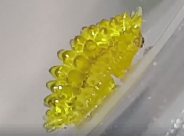 nampak macam gula-gula jeli, rupanya ulat ?