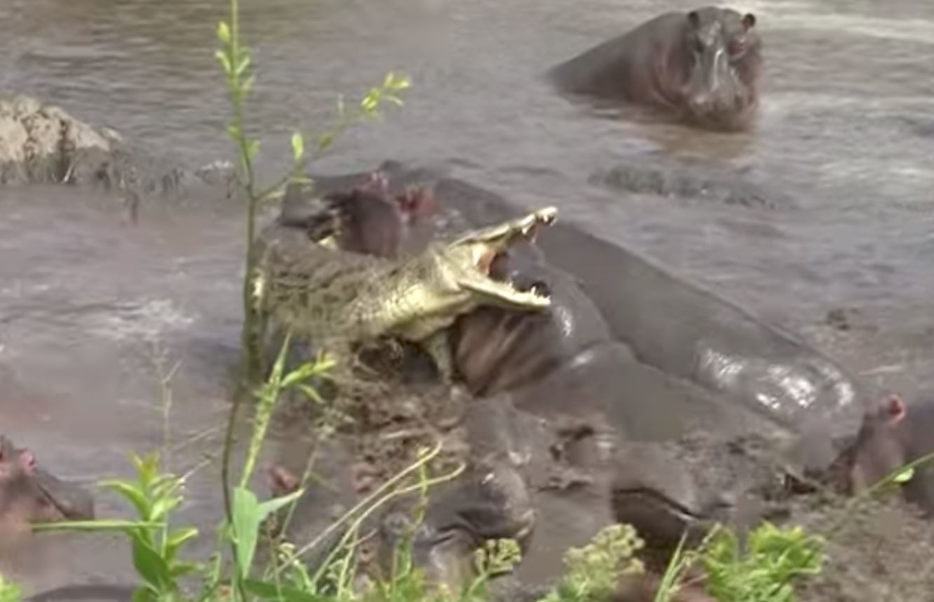 salah masuk kolam, buaya kena belasah teruk dengan sekumpulan badak air