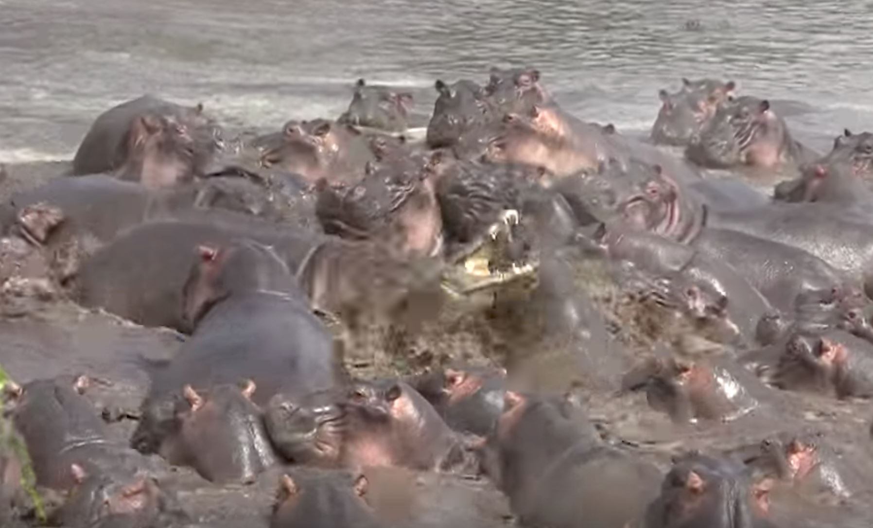 salah masuk kolam, buaya kena belasah teruk dengan sekumpulan badak air