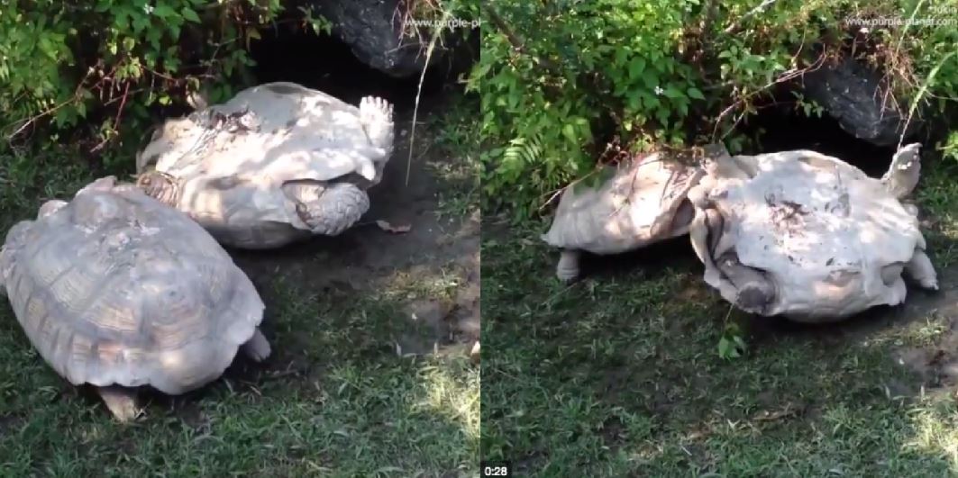 comel sangat kura-kura ni tolong kawan dia yang terbalik !