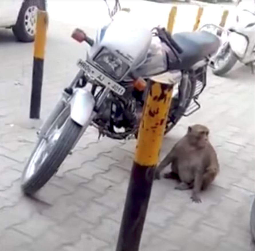 minyak selalu habis, rupanya monyet ni yang sedut!