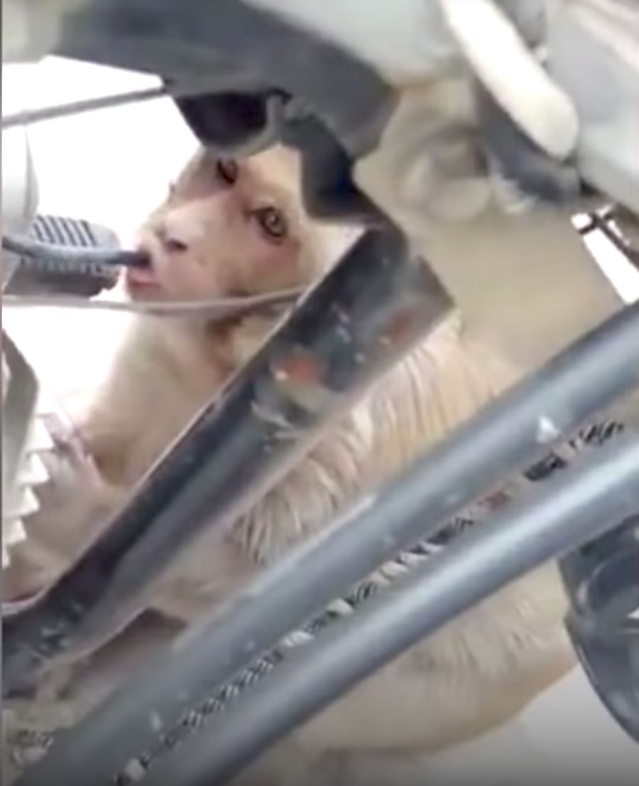 minyak selalu habis, rupanya monyet ni yang sedut!