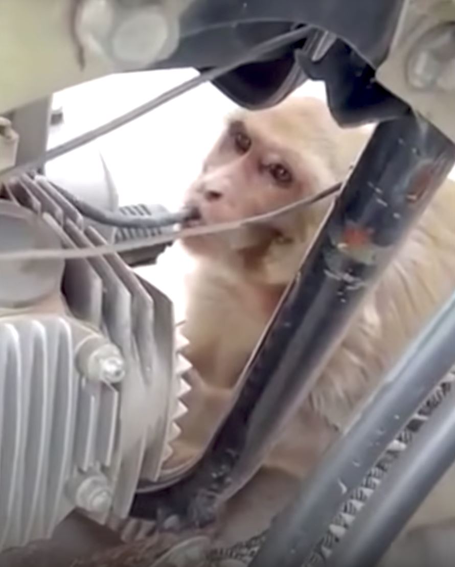 minyak selalu habis, rupanya monyet ni yang sedut!