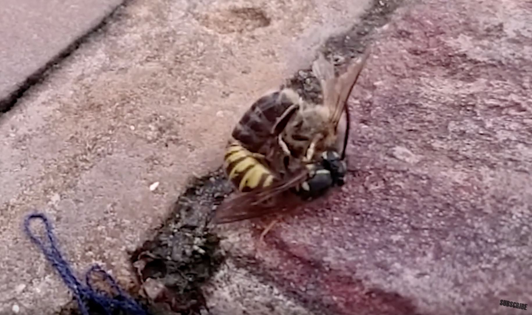 tebuan lawan lebah, siapa yang akan menang?