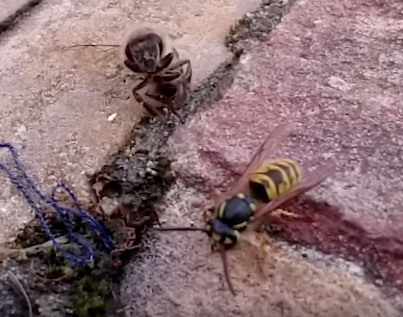 tebuan lawan lebah, siapa yang akan menang?