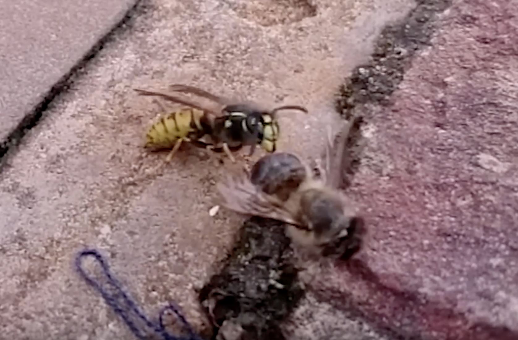 tebuan lawan lebah, siapa yang akan menang?