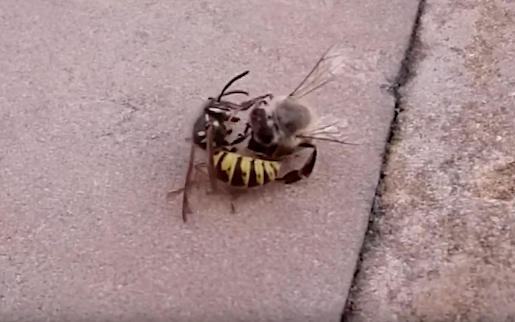 tebuan lawan lebah, siapa yang akan menang?