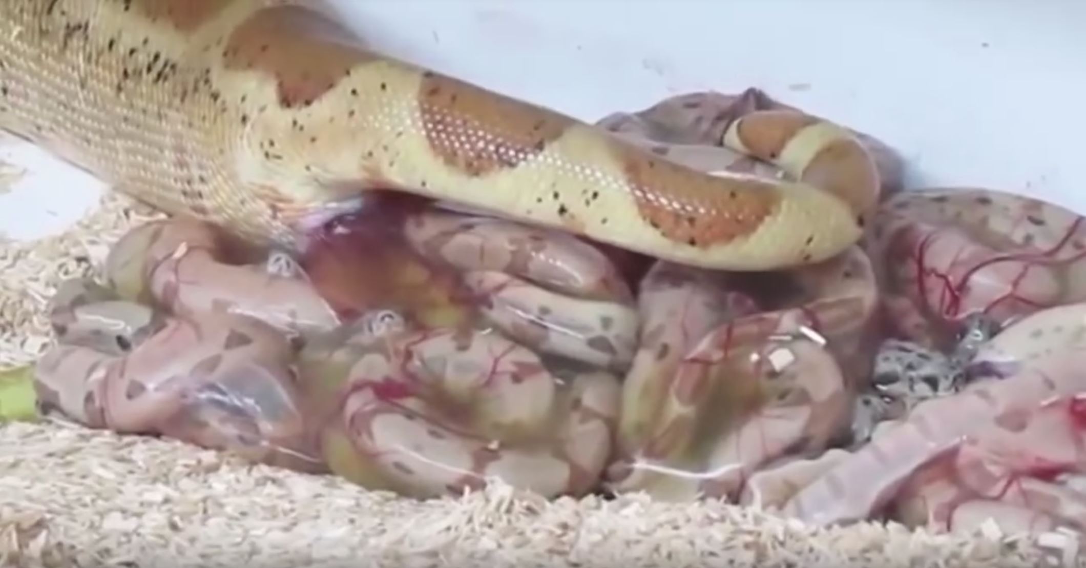 setengah ular bertelur, tapi pernah tengok tak ular lahirkan anak?