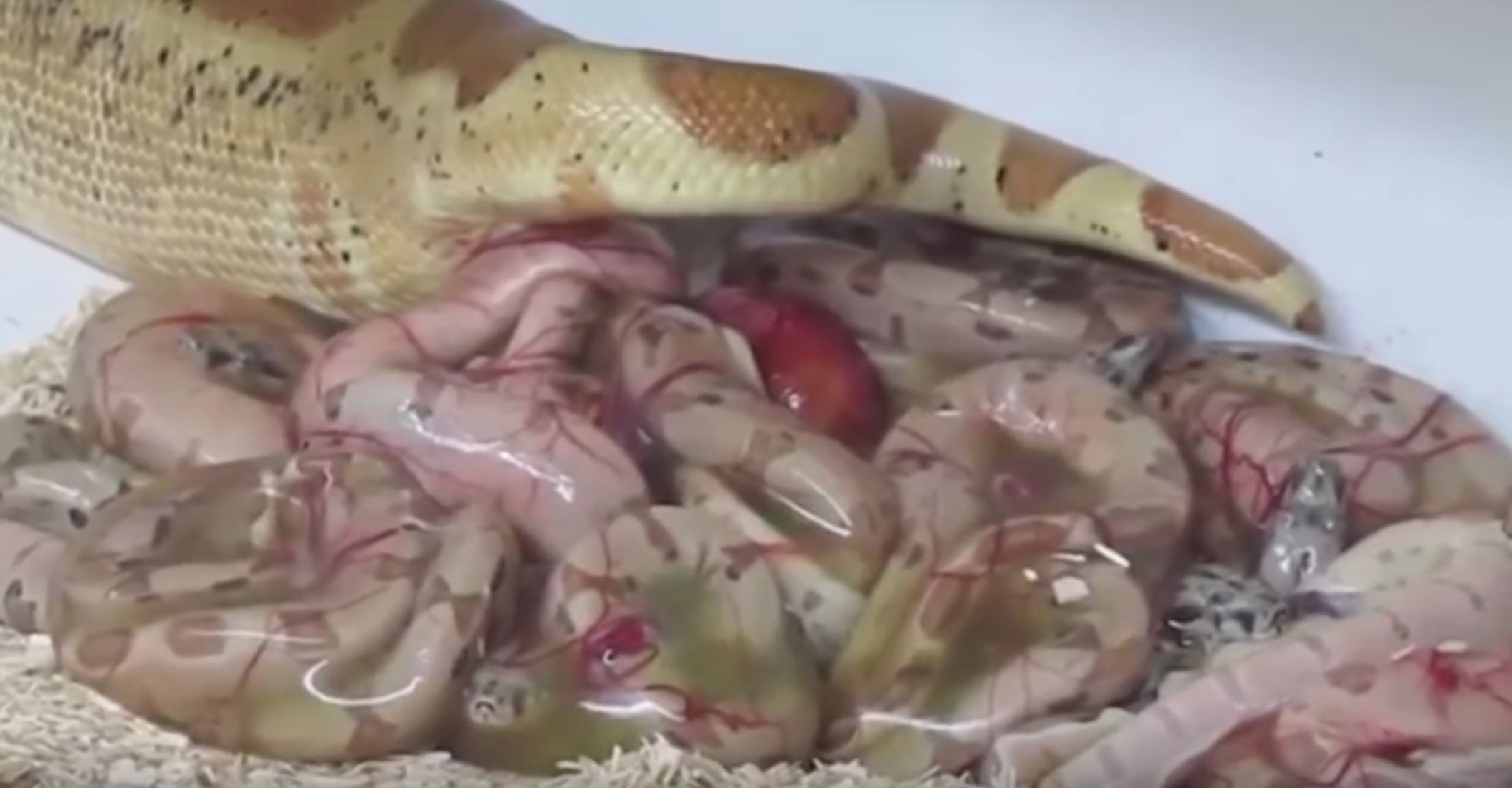 setengah ular bertelur, tapi pernah tengok tak ular lahirkan anak?