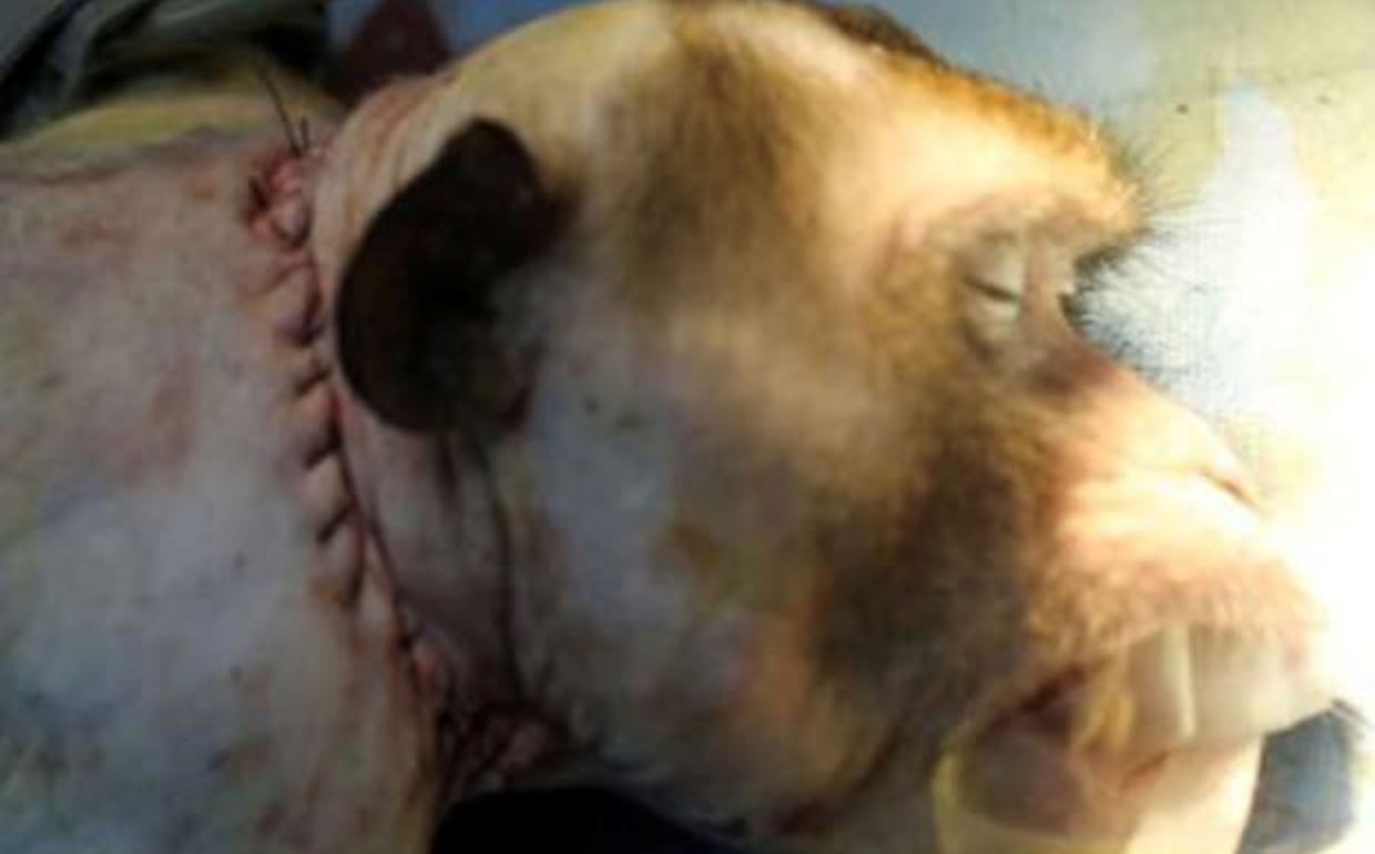 permindahan kepala monyet berjaya, akan guna pada manusia disember ni