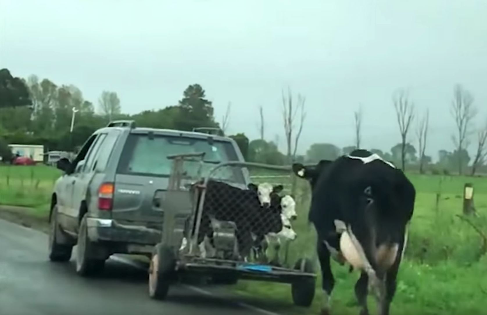 ibu lembu kejar kereta yang bawa anak-anaknya untuk di sembelih