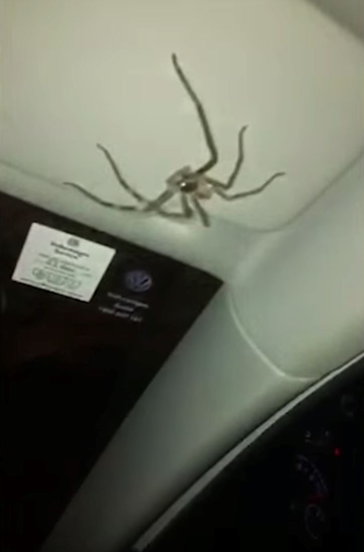 20 minit terperangkap dalam kereta bersama labah-labah gergasi