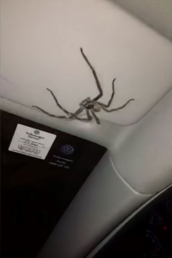 20 minit terperangkap dalam kereta bersama labah-labah gergasi