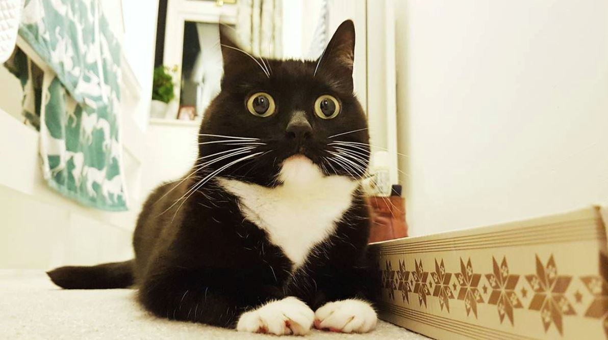 mata bulat buat kucing ni nampak macam terkejut sepanjang masa 