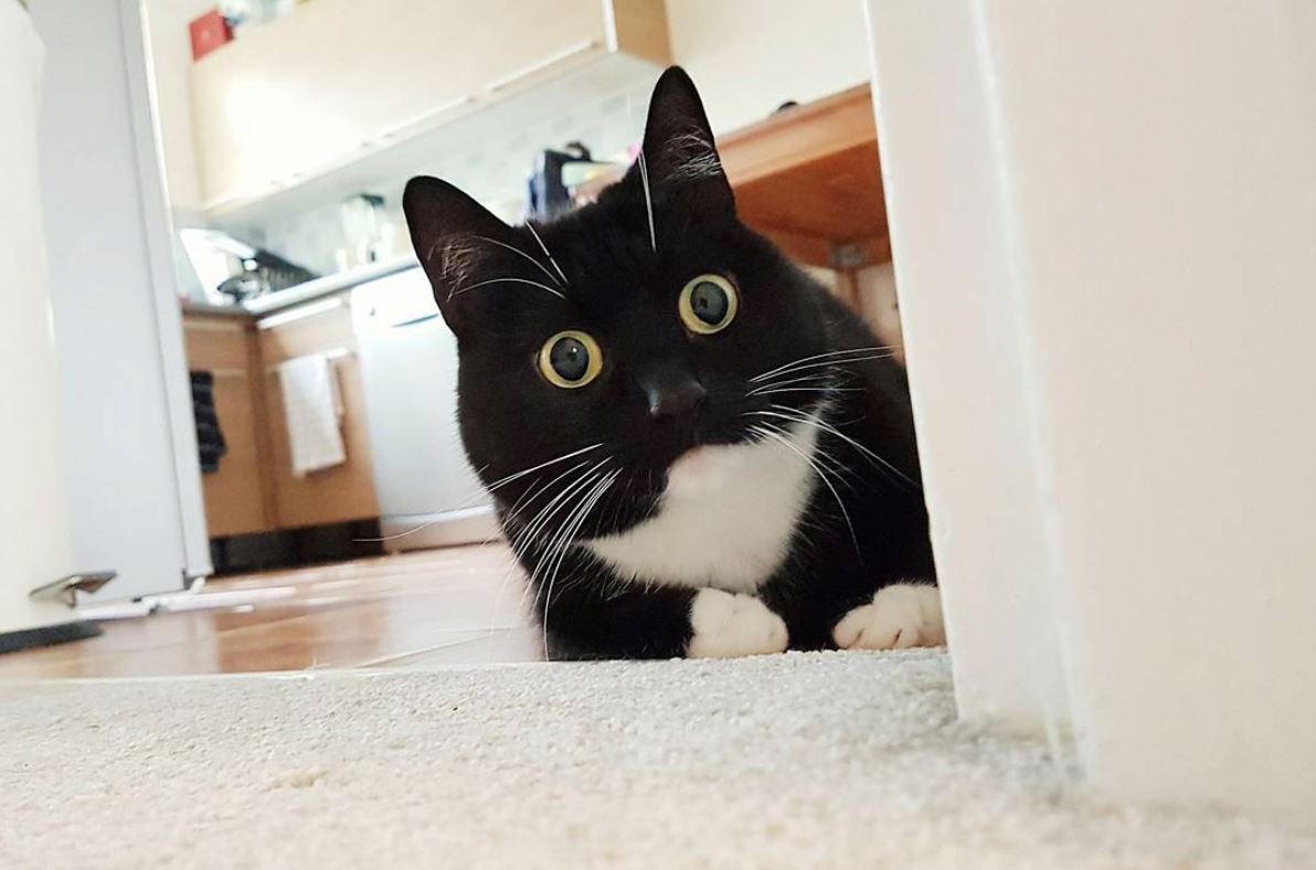 mata bulat buat kucing ni nampak macam terkejut sepanjang masa 