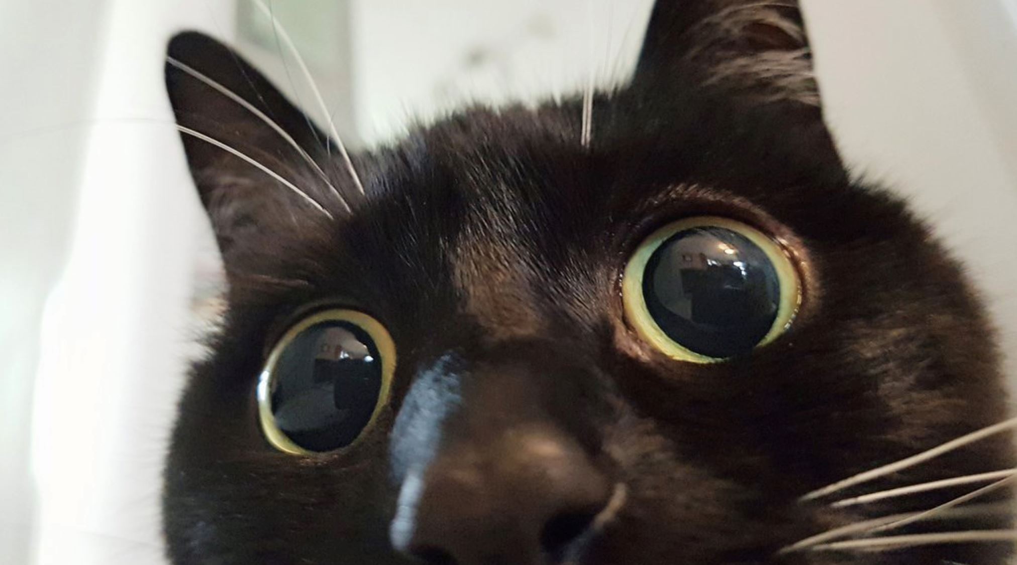 mata bulat buat kucing ni nampak macam terkejut sepanjang masa 