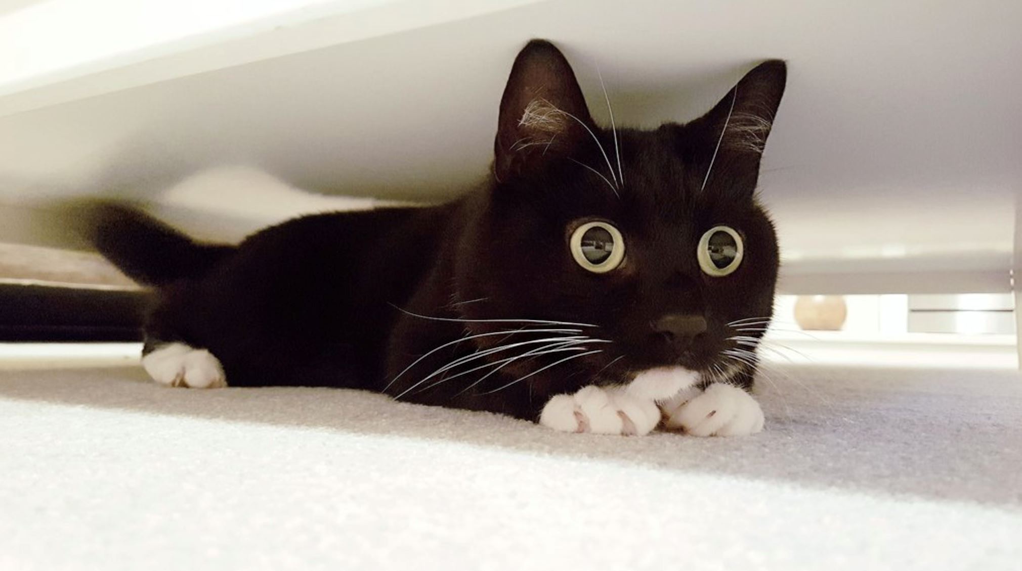 mata bulat buat kucing ni nampak macam terkejut sepanjang masa 