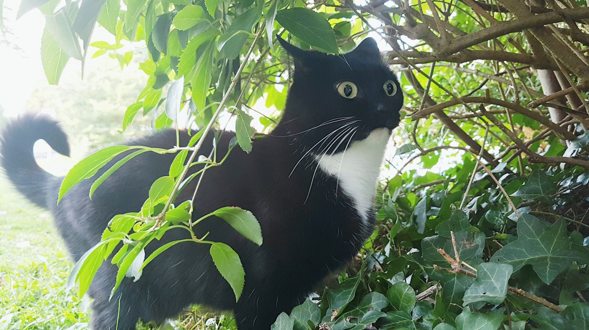 mata bulat buat kucing ni nampak macam terkejut sepanjang masa 