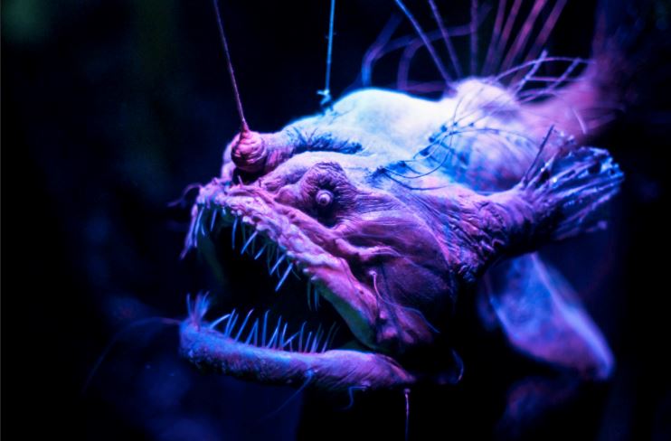 pelik! 5 ikan laut dalam ni macam dari dunia lain